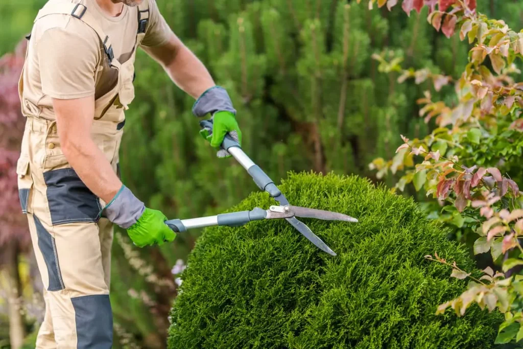 Tree and Shrub Care Services on Growcycle