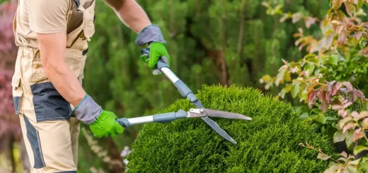 Tree and Shrub Care Services